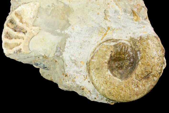 Ammonite Fossil - Boulemane, Morocco #122421